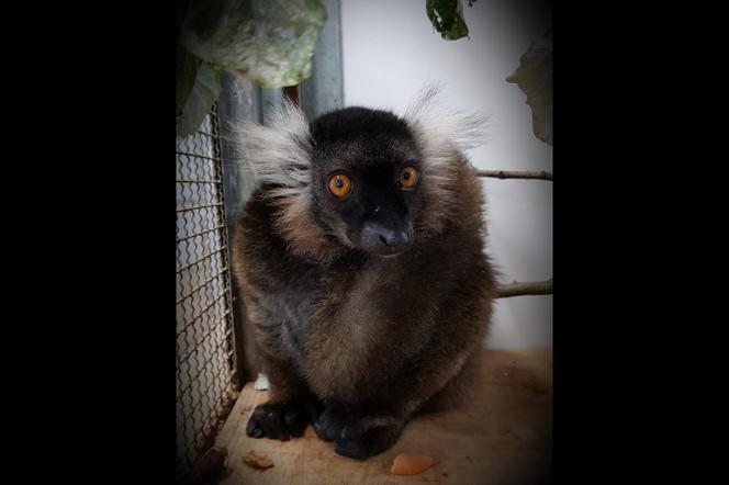 Janga - nowa mieszkanka warszawskiego zoo. Lemuria czarna przyjechała z Francji