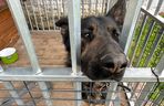 Suczka-saperka Molly znalazła granat. Właściciel nie mógł uwierzyć własnym oczom