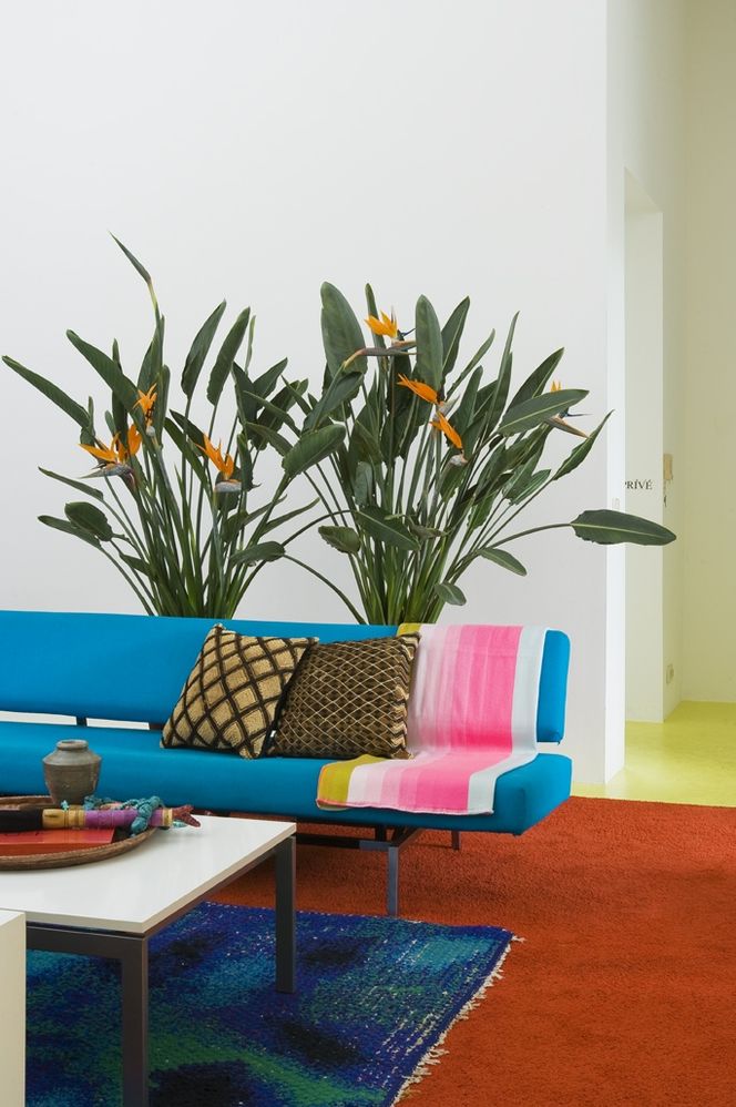 Czym nawozić strelicję? [Porada eksperta]