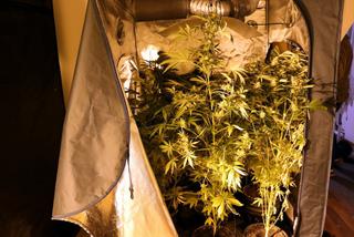 Kolejna plantacja marihuany zlikwidowana przez policjantów
