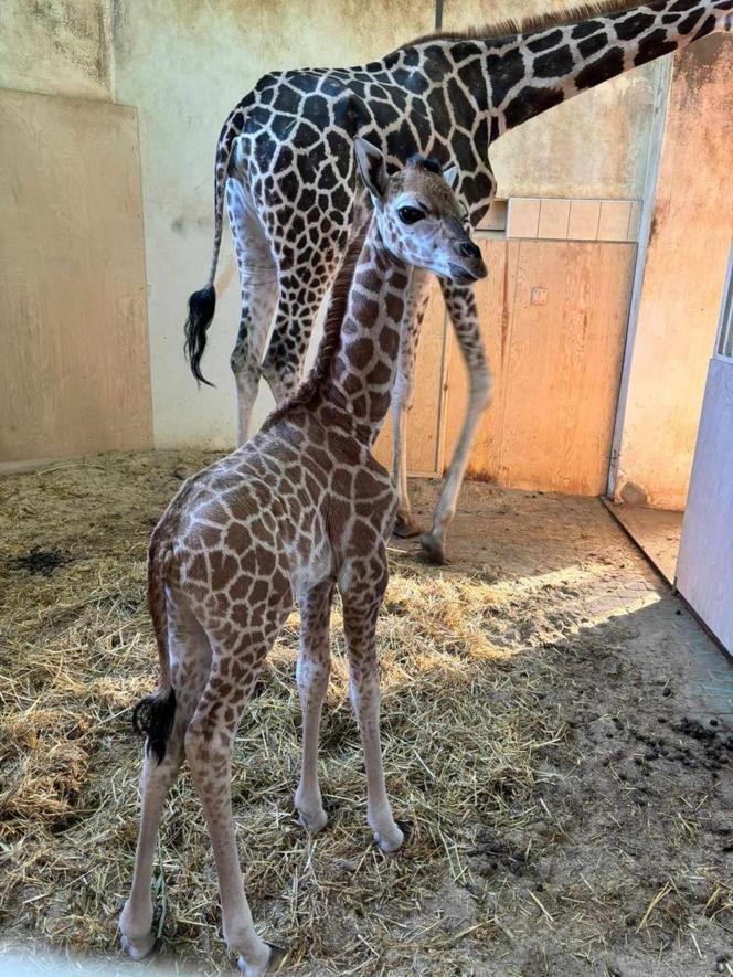 Nowy mieszkaniec ZOO w Warszawie