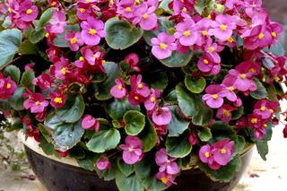 Begonia stale kwitnąca