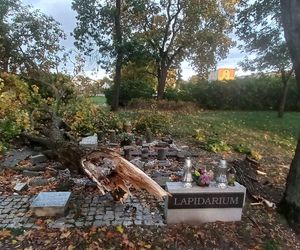 Drzewo zniszczyło lapidarium w Starym Fordonie. Zapytaliśmy miasto o stan pozostałych drzew na ul. Cechowej