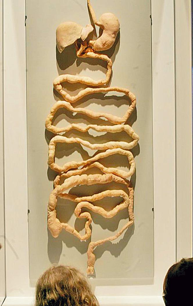 Poznaj ciało w szczegółach