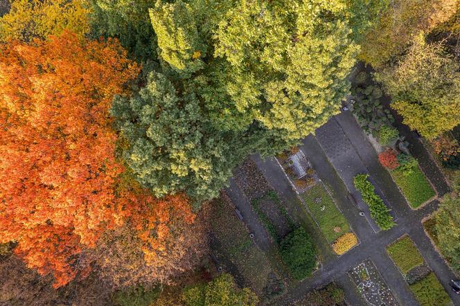 Ogród Botaniczny w Zabrzu zachwyca barwami jesieni