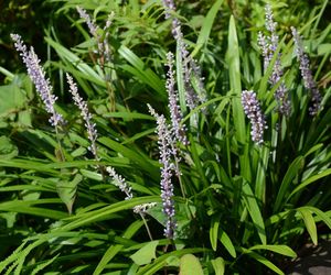 Liriope szafirkowata