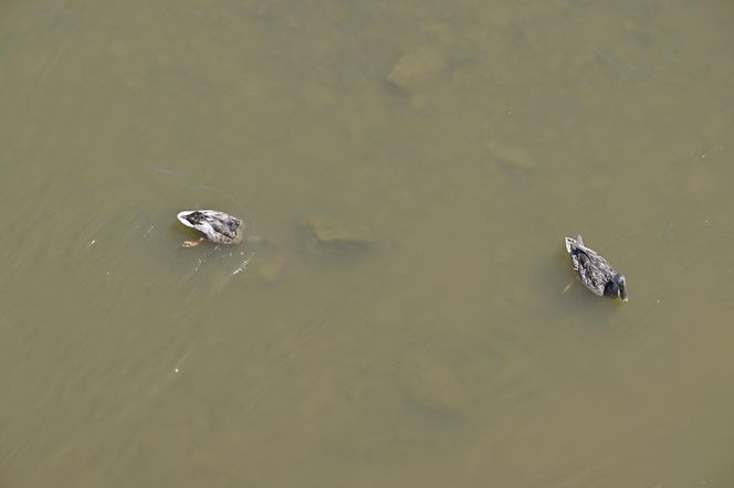 Niski stan wody w Wiśle