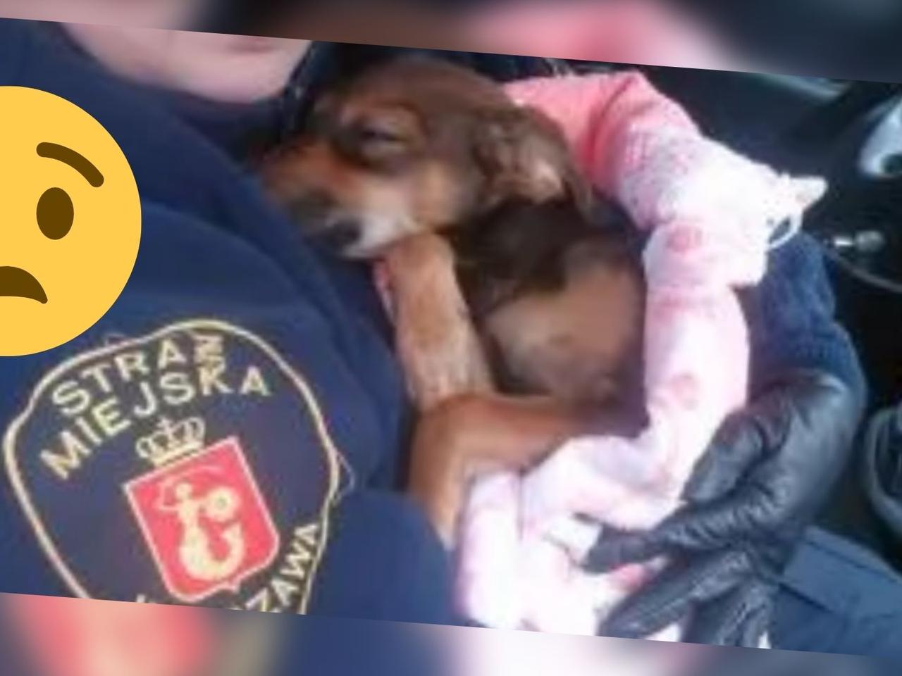 Tego psa nikt już nie skrzywdzi! Po dramacie w domu, trafił pod opiekę weterynarzy