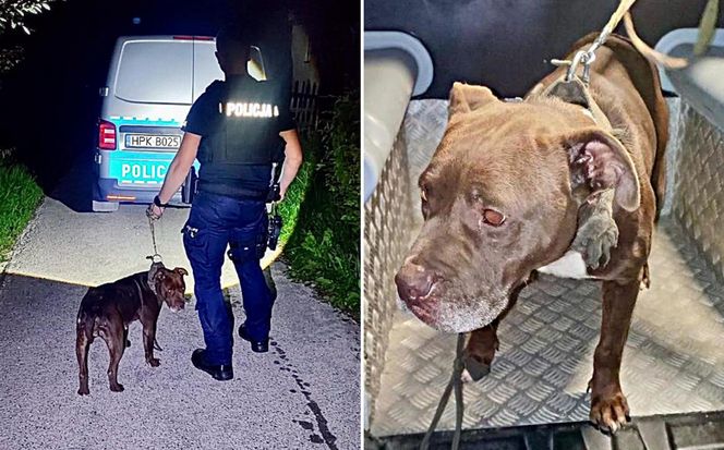  ZŁodzieje ukradli pitbulla.