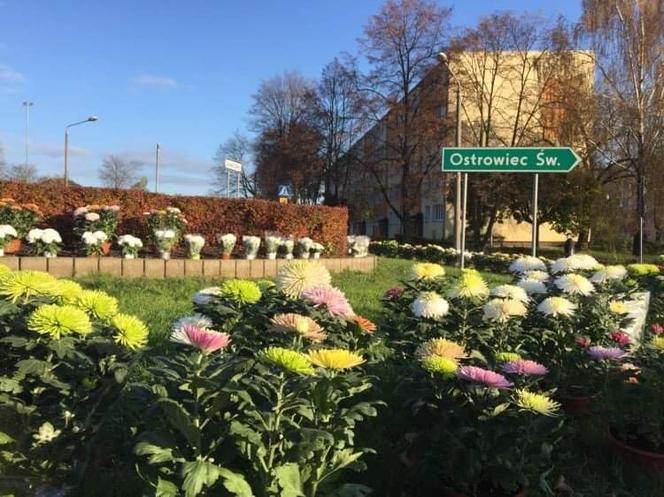 Chryzantemy ozdobiły Starachowice