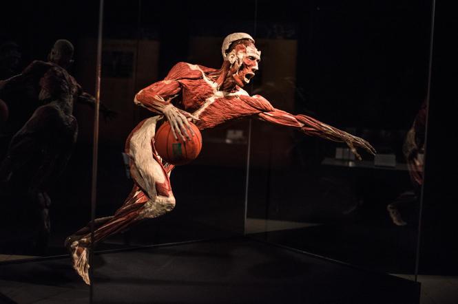 Body Worlds