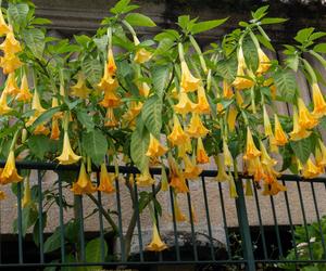 Niesamowita Datura. Zdjęcia