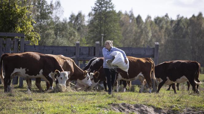 Rolnicy. Podlasie. Emilia Korolczuk walczy o swojego konia. Internauci wpłacili sporą kwotę [WIDEO]