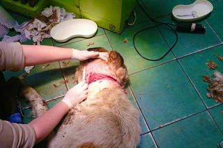 [DRASTYCZNE ZDJĘCIA] PORZUCONY PIES.