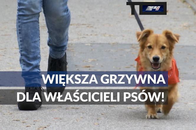 Wysoka kara za psa biegającego bez smyczy i kagańca