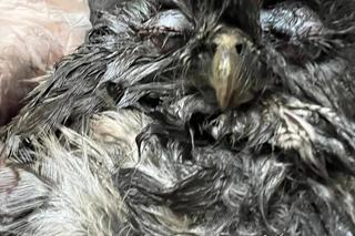 Puszczyk wpadł do komina [GALERIA]