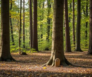 Olsztyn wprowadza las pamięci. Czy to koniec tradycyjnych nekropolii?