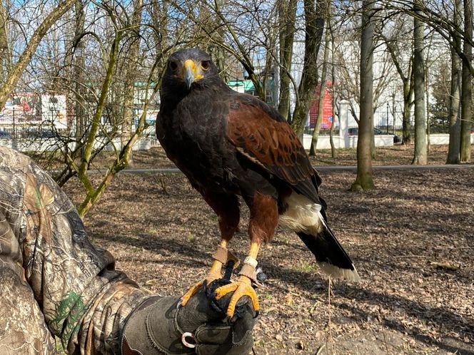 Drapieżnik lata nad „Aleksandrią”. Jastrząb Grażyna płoszy gawrony