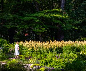 7 najładniejszych ogrodów botanicznych w Polsce. Kiedy je odwiedzić i gdzie są?