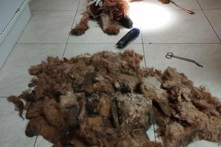 Dramatyczna interwencja KTOZ. Wygolone włosy psa ważyły ponad trzy kilogramy