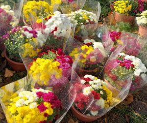 Przygotowania do Wszystkich Świętych Zamość