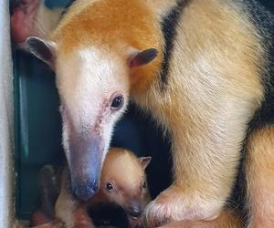 Edi i Suri zostali rodzicami. Wspaniałe wieści z poznańskiego ZOO