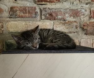 Tramwajowe koty szukają domu. Fabryka Mruczenia, mały Duńczyk i spółka polecają się do adopcji.