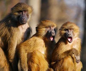 Małpa z Covidem i opryszczką czyha na Amerykę! Szeryf podniósł alarm