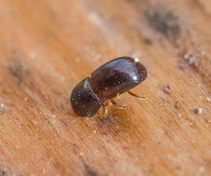 Leśnicy wyłapują groźne owady