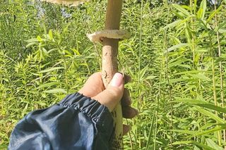 Sezon grzybowy w śląskich lasach rozpoczęty