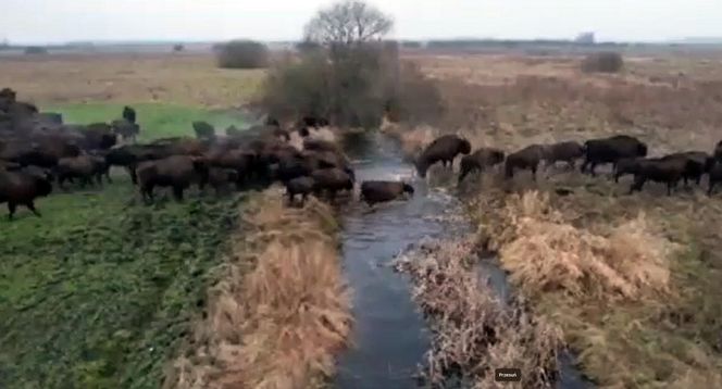 Rolnik spod Hajnówki 12 godzin dziennie przegania żubry ze swojego pola 