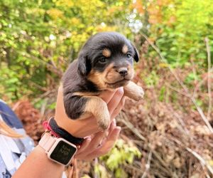 Grześ skazany na śmierć w męczarniach. Bestia przywiązała go do drzewa! Błagamy o pomoc