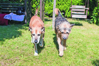 DWAJ PRZYJACIELE ZE SCHRONISKA