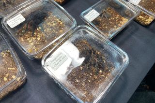 Zooegotyka w Zielonej Górze. Do hali CRS przybyły tłumy