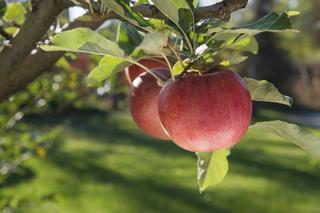 Jabłonie i wiśnie: owoce z przydomowego sadu