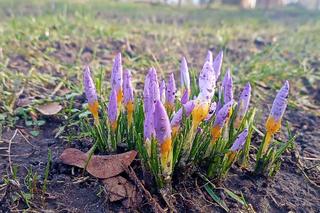 Pierwsze krokusy w Szczecinie