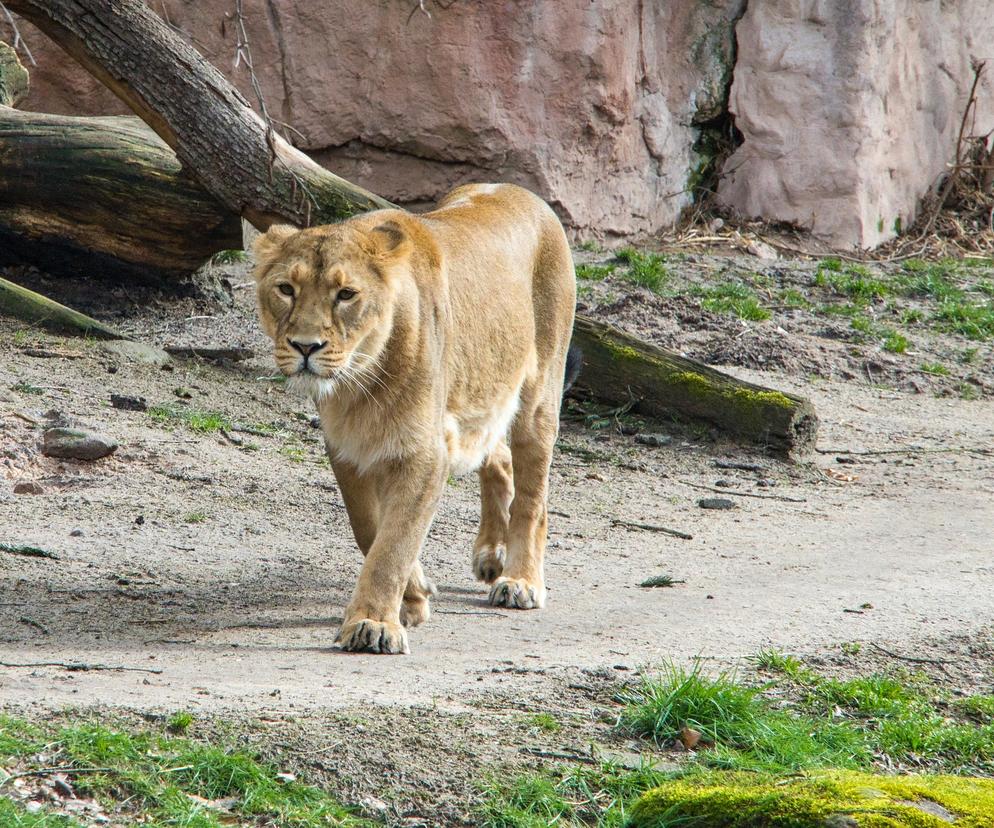 Poznańskie Zoo spieszy na pomoc kolejnym zwierzętom z Ukrainy.