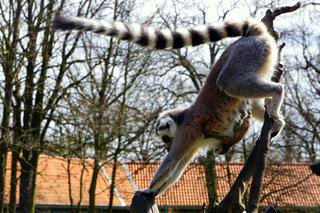 Sześć małych królów Julianów we wrocławskim zoo