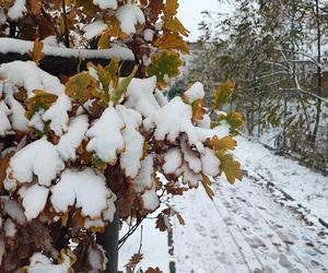 Wrocław pod śniegiem. Trudne warunki na drogach, korki, opóźnienia i awarie