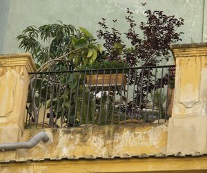 Dziki ogród na balkonie w bloku