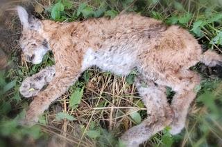 Mała rysica brutalnie zamordowana. W jej ciele było mnóstwo śrutu 
