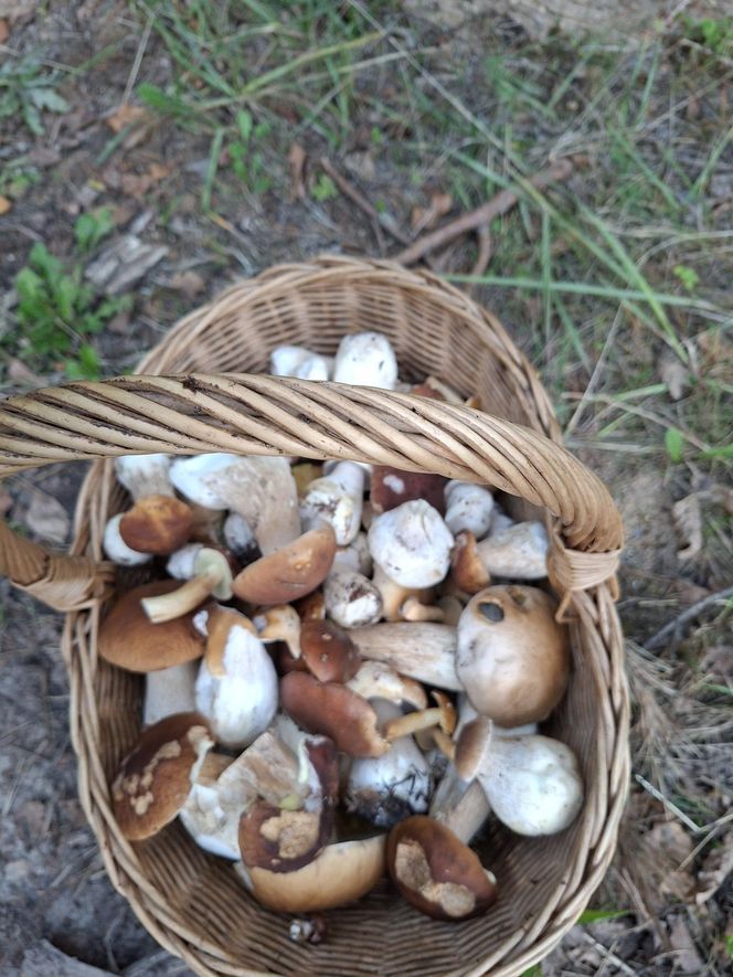 Grzyby w świętokrzyskim