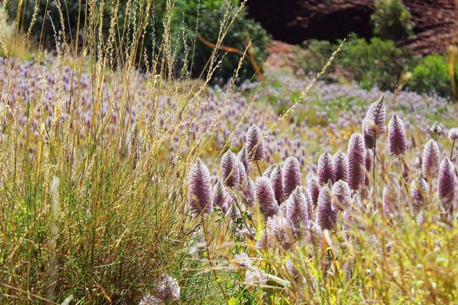 Ptilotus exaltatus 