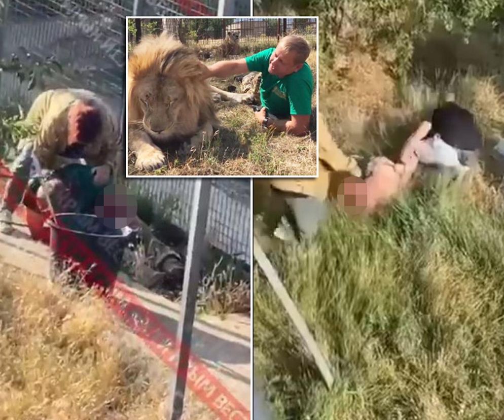 Lew zaatakował na Krymie