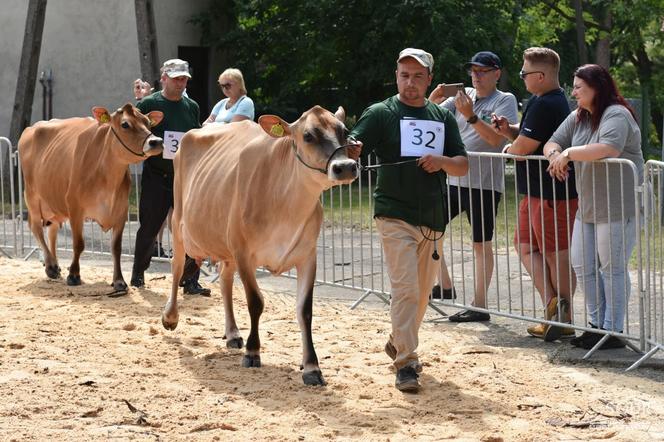 Najpiękniejsze krowy w Świętokrzyskiem