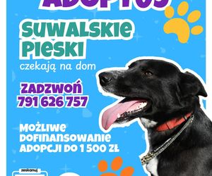 Psy ze schroniska w Suwałkach czekają na opiekunów.