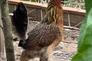 Kura wymknęła się lisowi