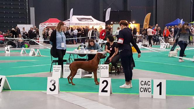 Tysiące psów i odwiedzających. II Międzynarodowa wystawa Psów Rasowych odbyła się w Bydgoszczy