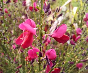 Żarnowiec 'Boskoop Ruby' - Cytisus 'Boskoop Ruby'