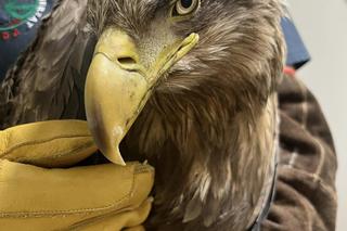 Kolejny otruty bielik w woj. lubelskim! Zwierzę trafiło pod opiekę specjalistów